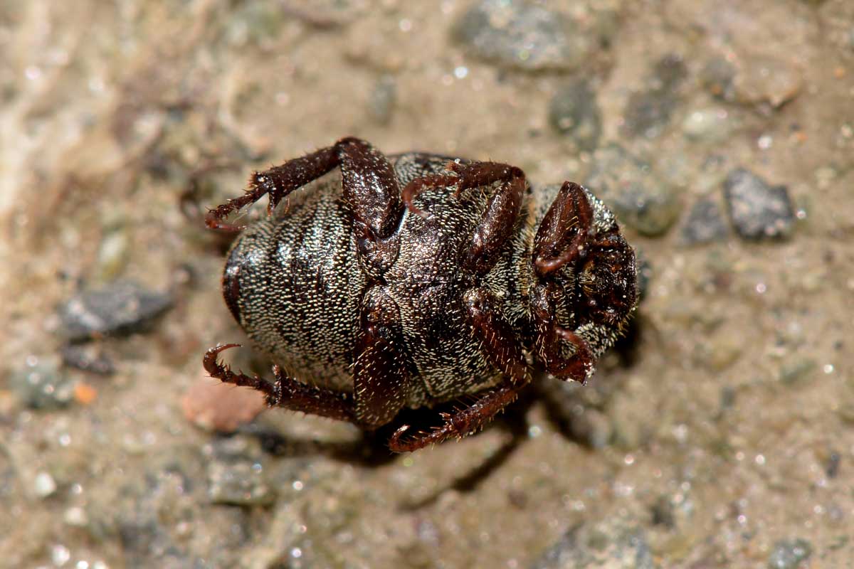 Hoplia sp., Rutelidae